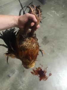 dead chicken bleed out prop